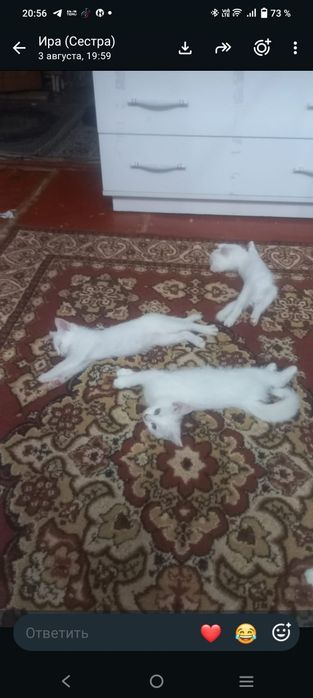 Котята былые... шикарный 2 месяца