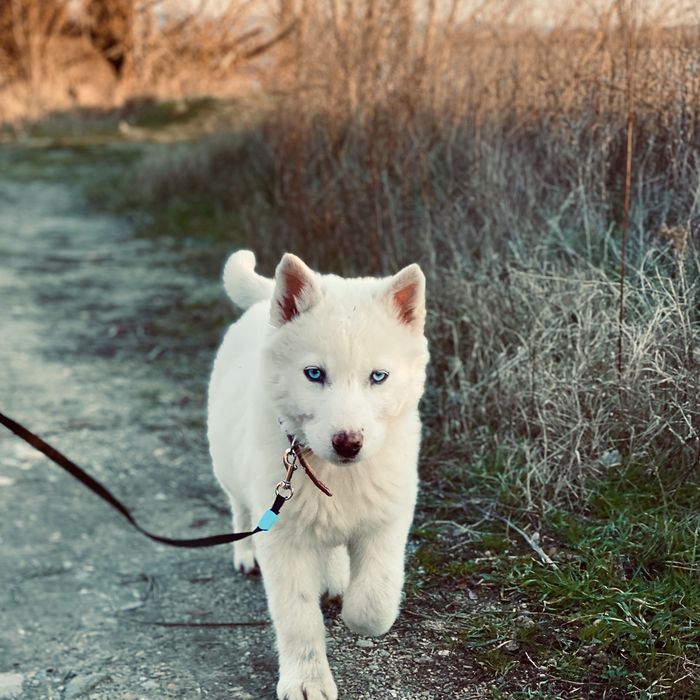 Disponibila  husky siberian!