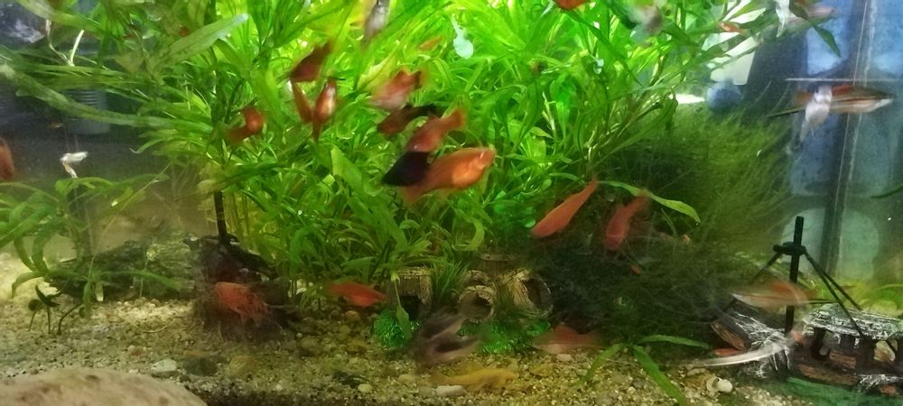 Vand pesti de acvariu