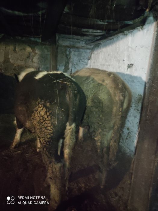 Продам бычков больше года