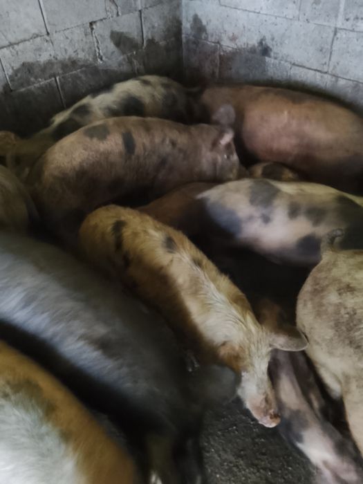 Se vinde pt cei interesati