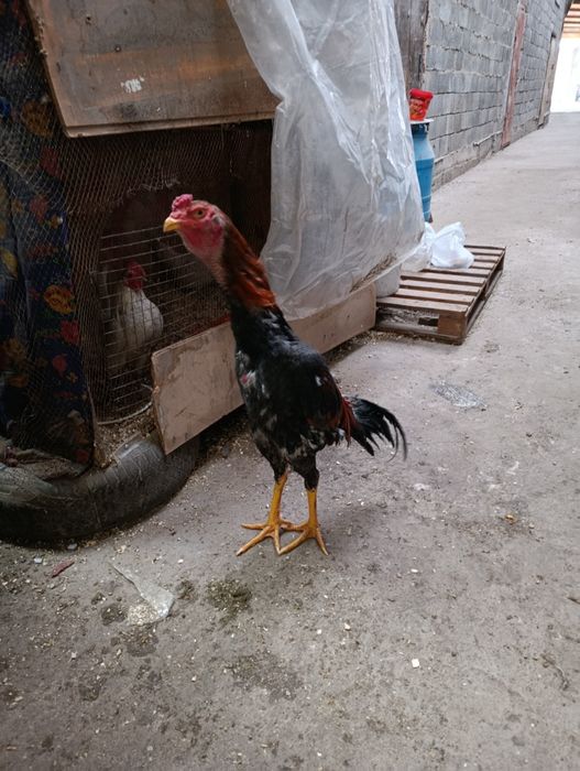 Дакан продам продам