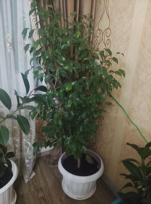 Фикус Бенджамина