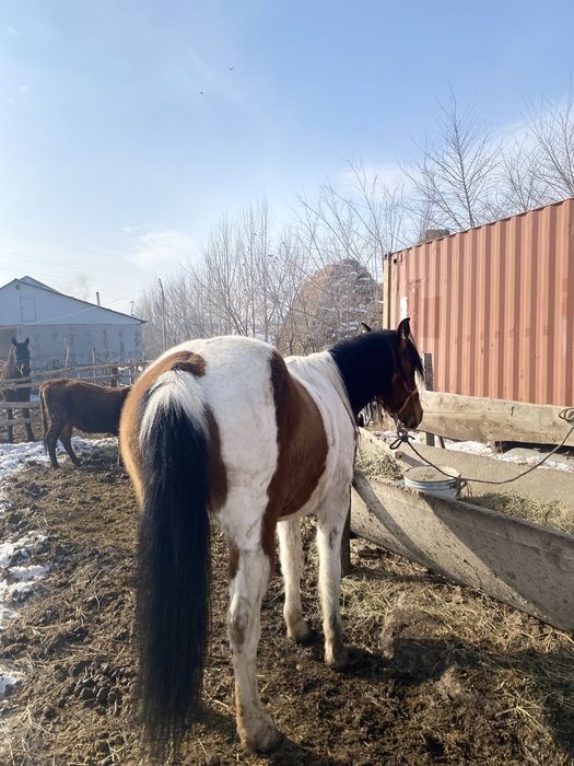 Ат,жылқы,соғым,лошадь