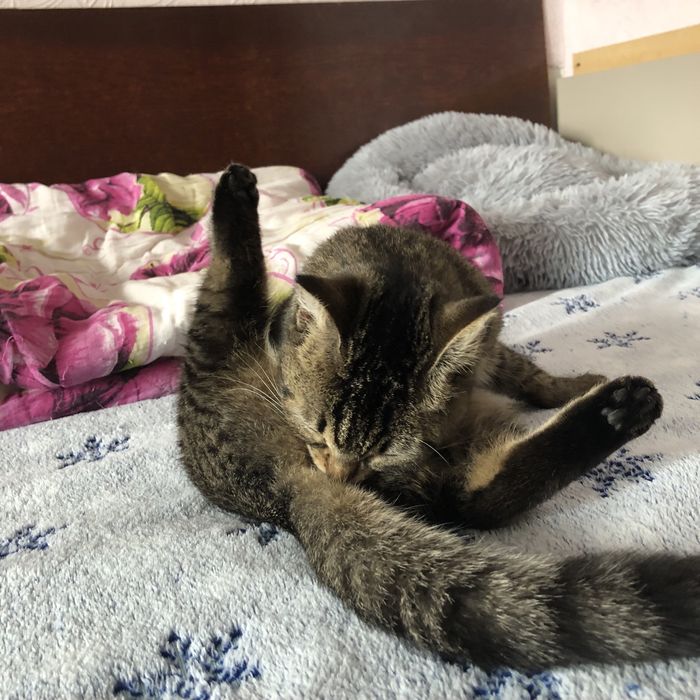 Животные . Кошки .