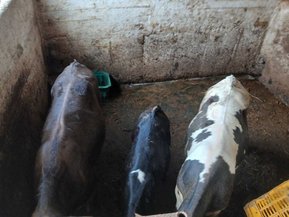 Продавам мъжки и женски телета