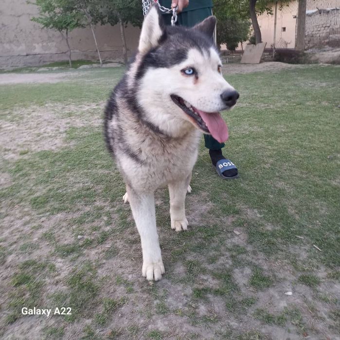 Xaski it zoti toza narxi 1 million  kelishtirib beramiz