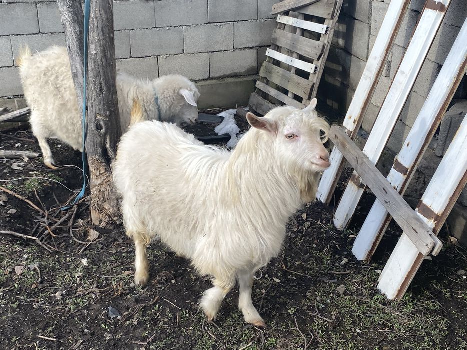 Продам козу молочной породы