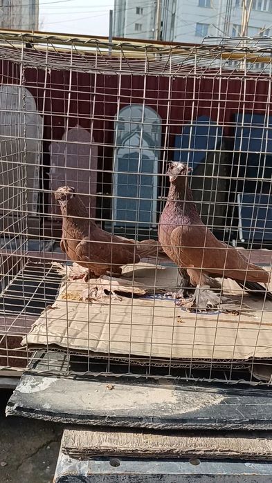 Голуби красные двухчубые