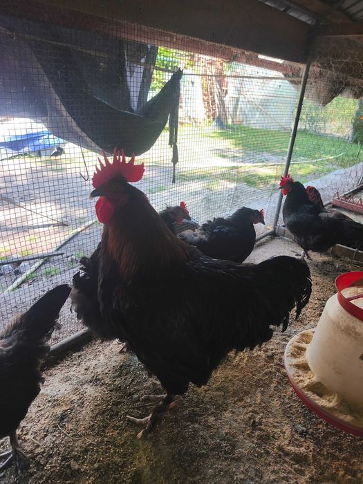 Familie Marans negru arămiu