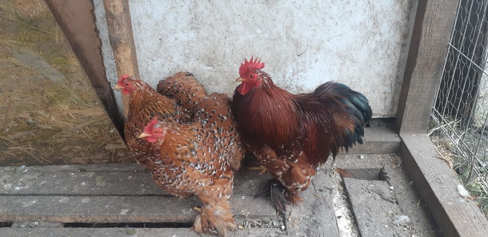 Cochinchina pitic porțelan