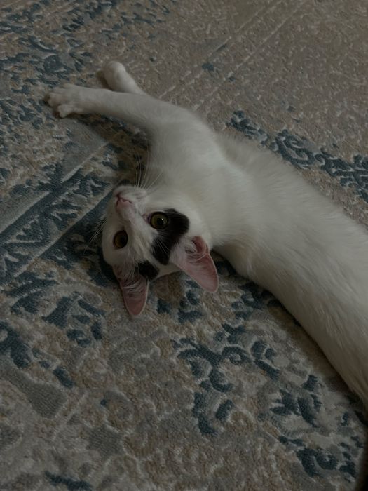 Кот породу не знаю но его мама вислоухая