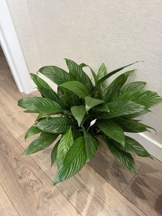 Продам комнатные растения