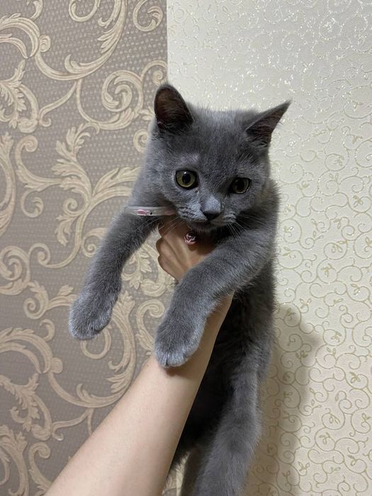 Продается кошка парода  Скоттиш страйт (шотланская прямоухая)