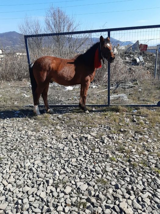 De vânzare cal bun de ham de 7 anj