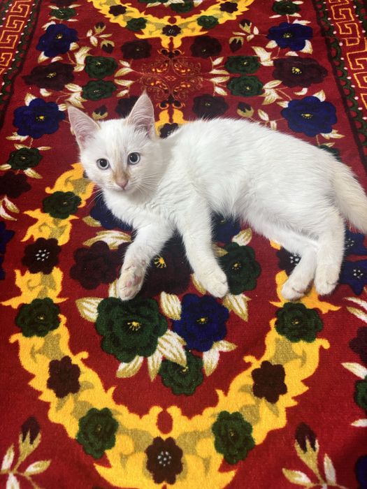 Кошка бесплатнооо