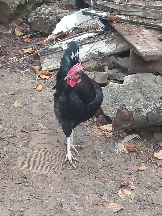 Орыс порно актрисаларын онлайн көру