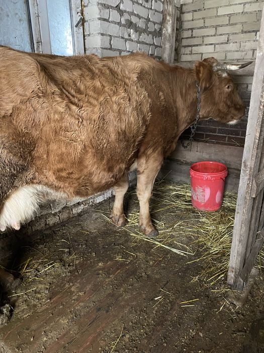 Сүтті сиыр сатылады