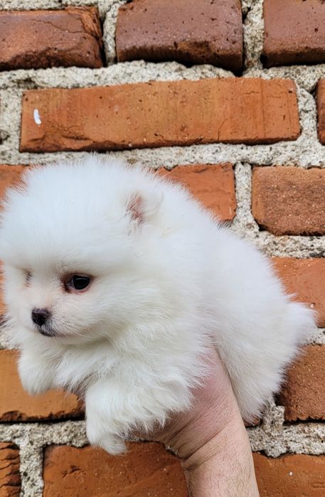 Померан-мини шпиц!!!