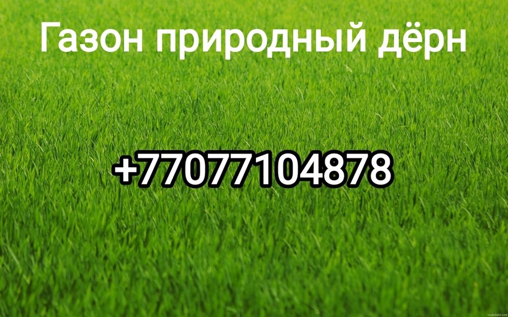 Дёрн газон природный живой