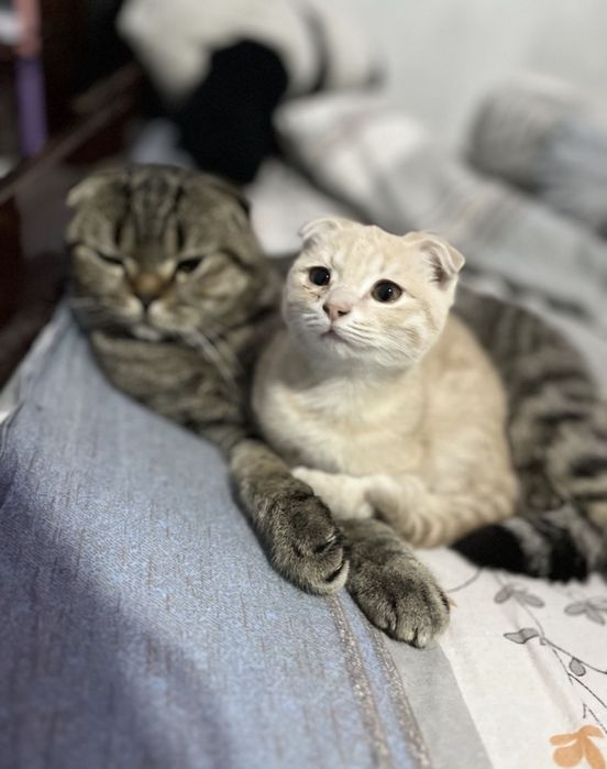 Продается кошечка вислоушка