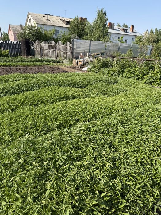 Рассада пикированная