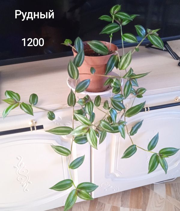 Продам цветы комнатные