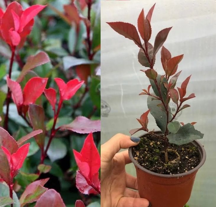 Biznes uchun ideal turdagi koʻchatlar