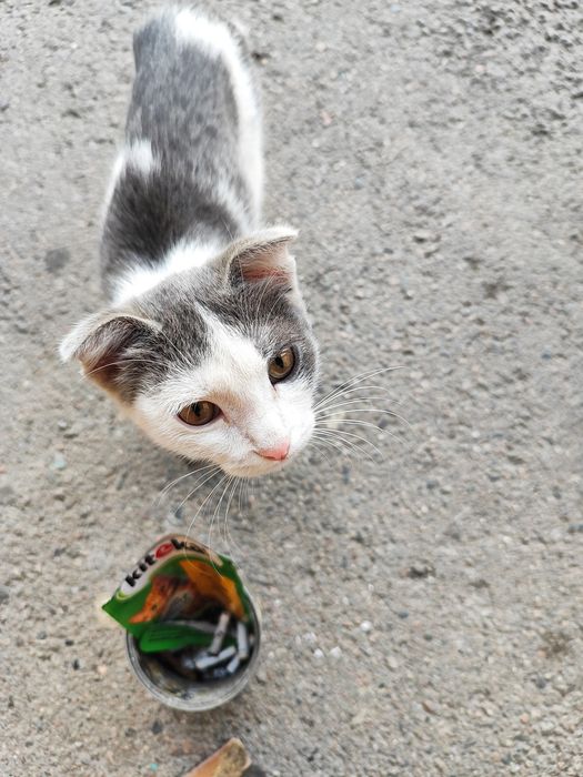 Отдам котика в добрые руки