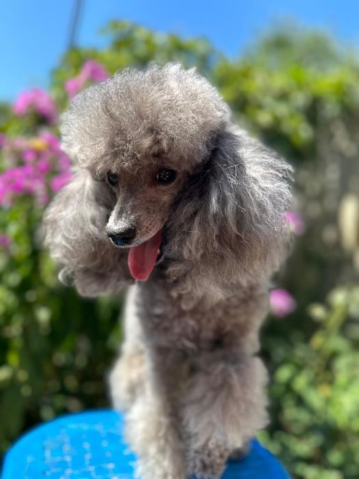 Вязка пудель с родословной