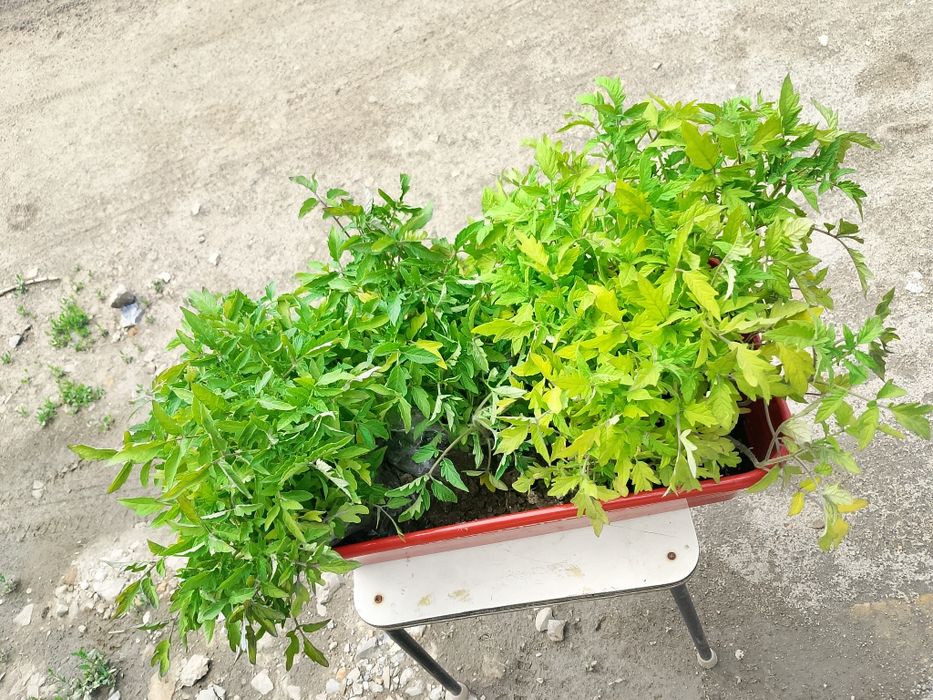 Продам рассаду помидор