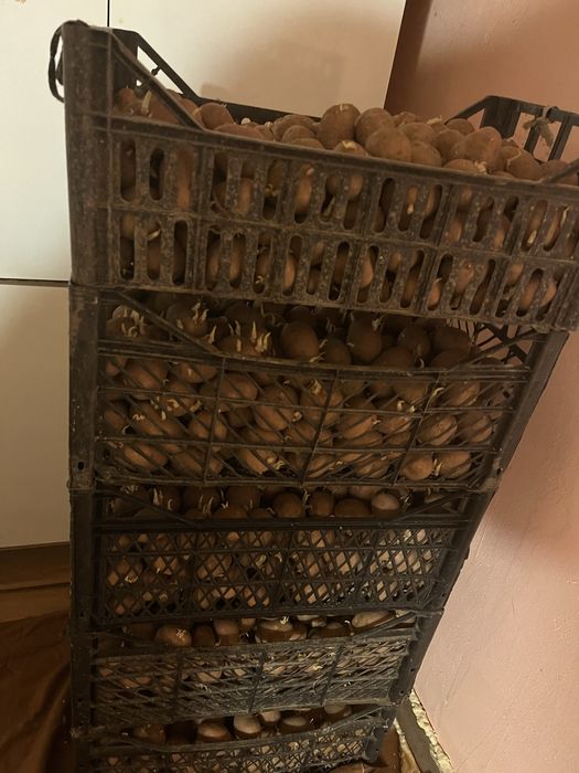 Vand cartofi de samanta