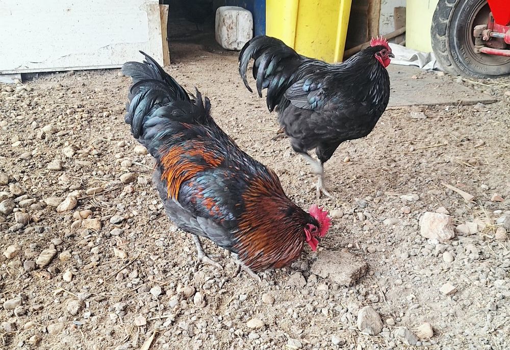 Cocoși frumosi si santosi de vanzare