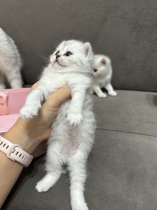 Британский шиншила котята