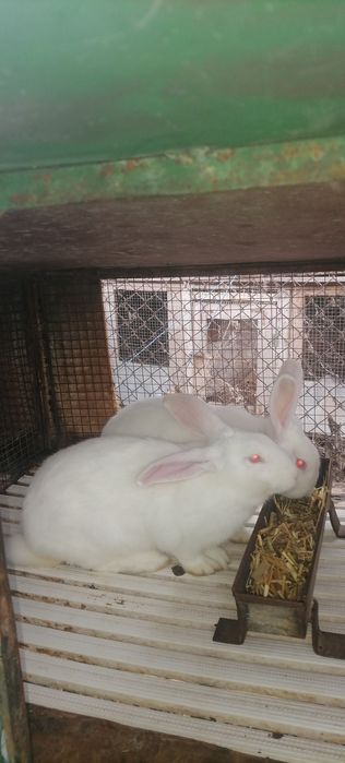 Продавам зайци..