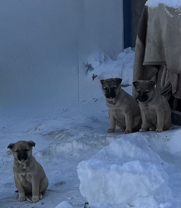 Щенки - девочки в добрые руки
