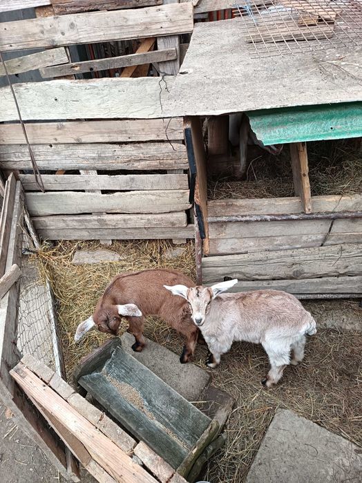 Vând /Schimb 2 capre Anglo Nubian și Metis Alpin