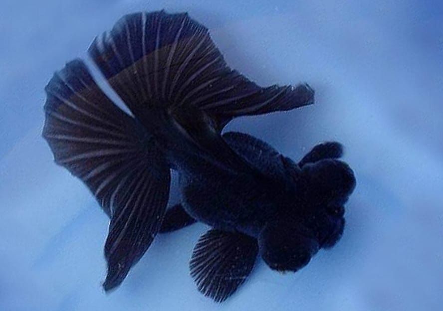 Мирные рыбки для акварюма