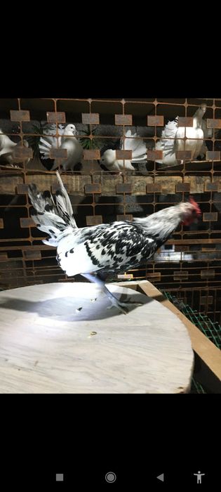 Японский кораздар сатылады