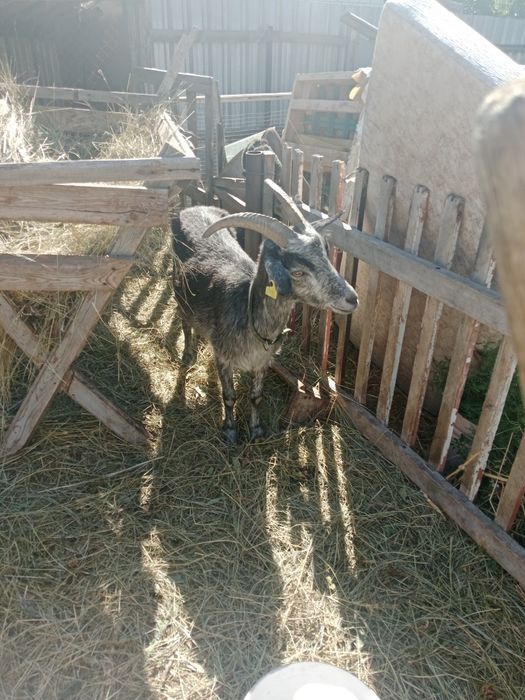 Продам дойную козу