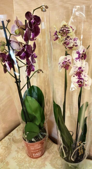 Орхидеи в наличии