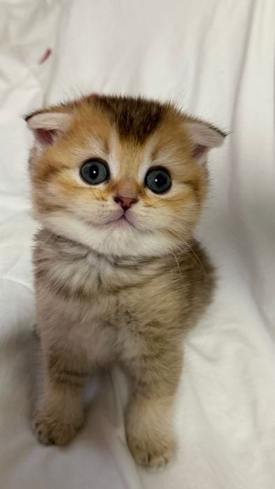 Продаются котята шиншила