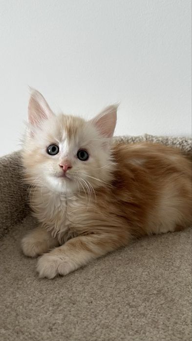 Мейн-Кун Продажа Питомник