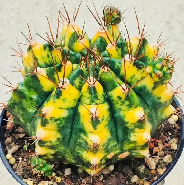 Вариегатные Кактусы