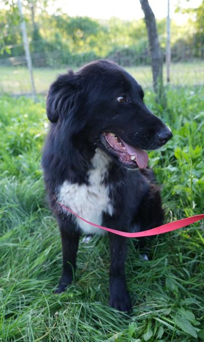 Catelusa blanda de talie mare,5 ani,pentru adoptie