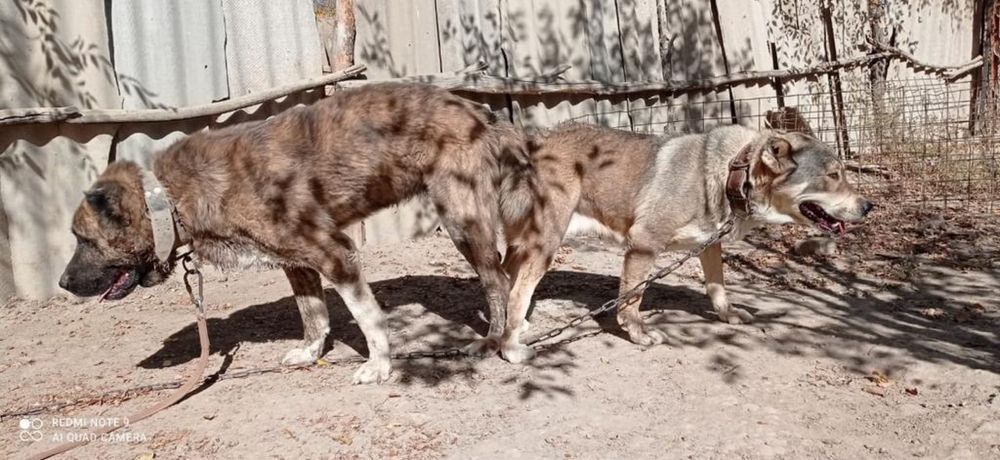 Продам собаку