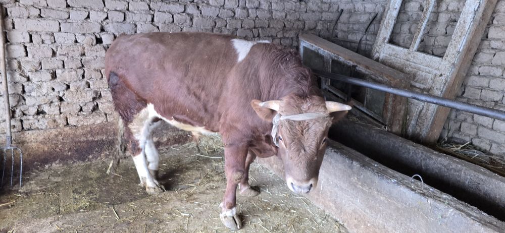 Бұқа сатылады бык