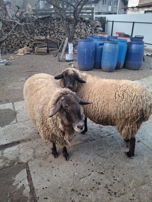 Vând două oi sufolk