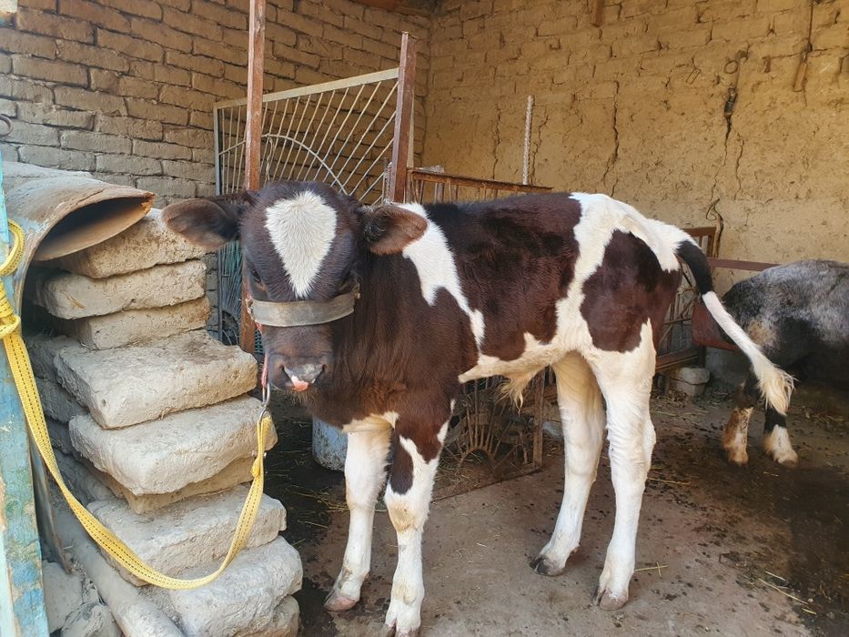 Она бола сигир сотилади