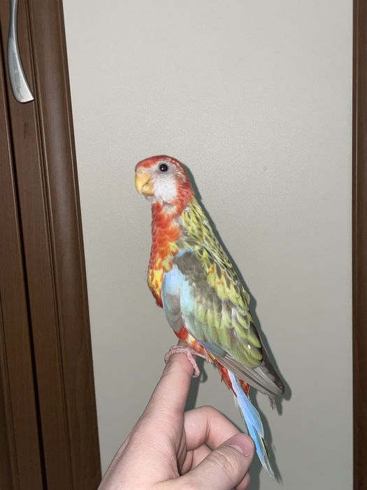 Продается ручной попугай Розелла